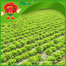 Fresh vegetables supplier of low calorie leaf lettuce